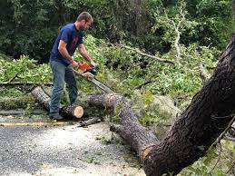 Professional Tree Services in Rio Grande, NJ